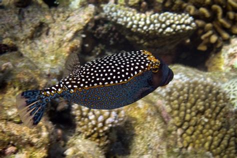 9 Popular Black Fish With White Spots .